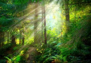 Geistesruhe Foto: © Subbotina Anna @ shutterstock