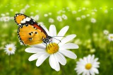  Foto: ©  K._U. Hler @ AdobeStock