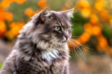  Foto: ©  goffkein.pro @ shutterstock