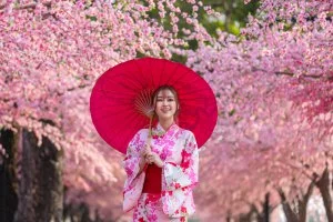 Hanami Foto: © BaLL LunLa @ shutterstock