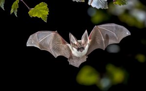 Krafttier Fledermaus Foto: © Rudmer Zwerver @ shutterstock