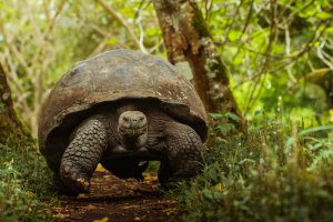 Krafttier Schildkröte Foto: © Nick Blamire_Brown @ shutterstock