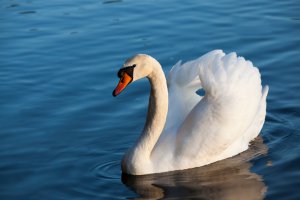 Krafttier Schwan Foto: © rsooll @ shutterstock