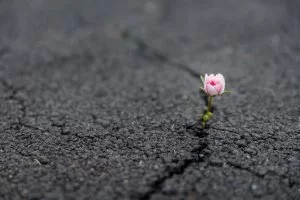 Resilienz Foto: © Bradley Dennien @ shutterstock