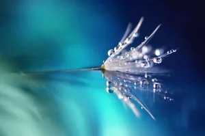 Weissmagie Foto: © LedyX @ shutterstock