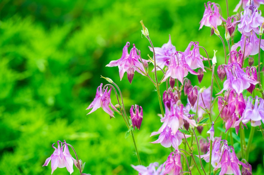 Akelei Foto: © Alex prokopenko @ shutterstock