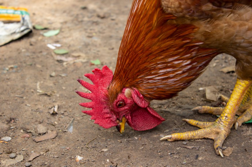 Alektryomantie Foto: © vmenons @ shutterstock
