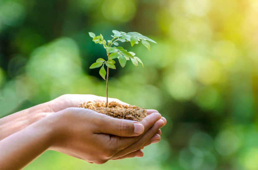 Baumkult Foto: © sarayut_sy @ shutterstock