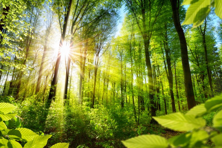 Baummagie Foto: © Smileus @ shutterstock