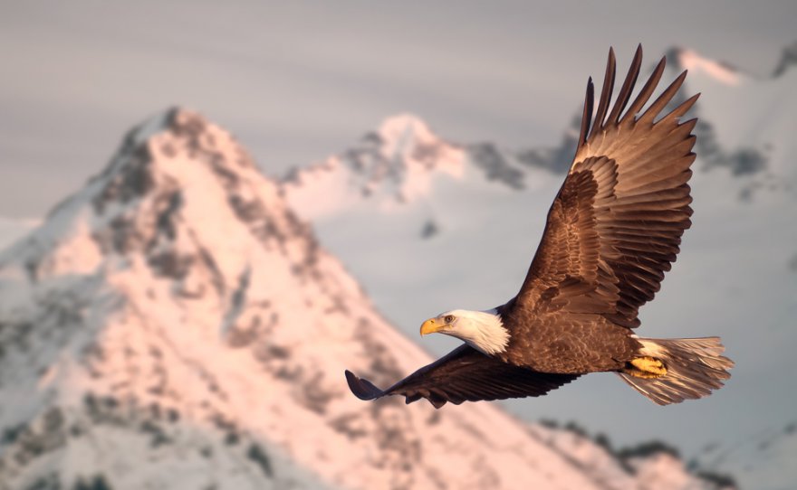 Krafttier Adler Foto: © FloridaStock @ shutterstock
