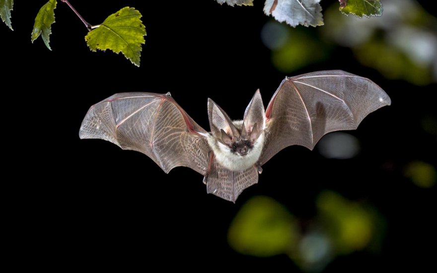 Krafttier Fledermaus Foto: © Rudmer Zwerver @ shutterstock