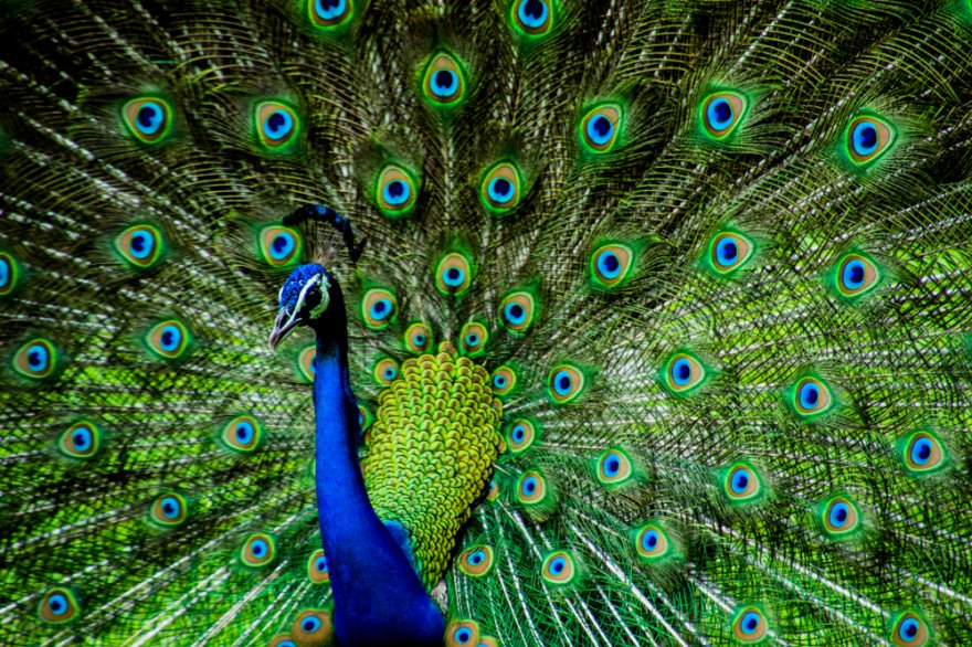 Krafttier Pfau Foto: © Kandarp @ shutterstock