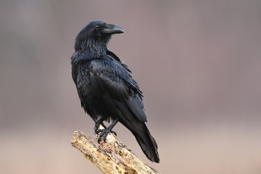 Krafttier Rabe Foto: © Piotr Krzeslak @ shutterstock