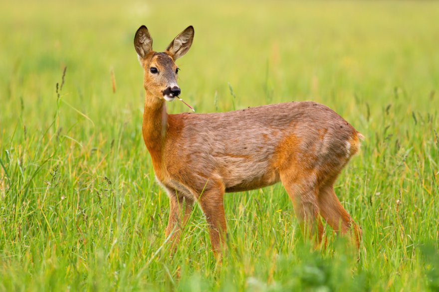 Krafttier Reh Foto: © WildMedia @ shutterstock