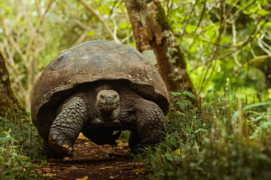 Krafttier Schildkröte Foto: © Nick Blamire_Brown @ shutterstock