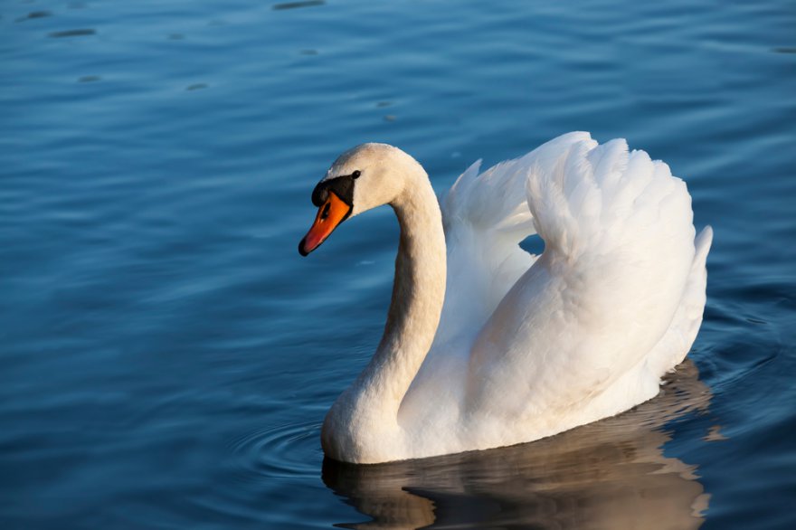 Krafttier Schwan Foto: © rsooll @ shutterstock