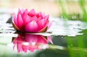 Partnerzusammenführung - was steckt dahinter? Foto: © danielschoenen @ Fotolia