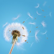 Sigillenmagie - eine uralte Form der Wunscherfüllung neu entdeckt Foto: © Przemek Klos @ Fotolia