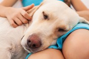 Reiki bei Tieren: Nervosität in Ausgeglichenheit wandeln Foto: © Ilike @ shutterstock