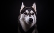 Krafttier Hund - nutzen Sie seine Stärke Foto: © Cressida studio @ shutterstock