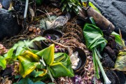 Die vier wichtigsten hawaiianischen Götter Foto: © Milaski @ shutterstock
